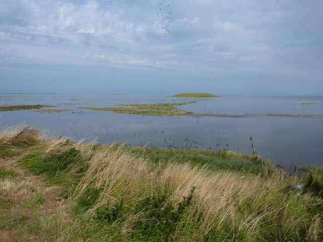 marsh Big Tide