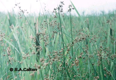 bulrush2