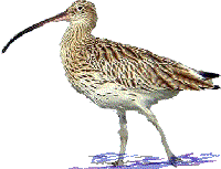 curlew